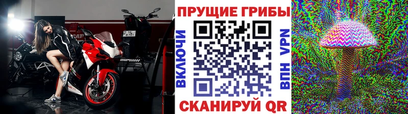 Галлюциногенные грибы Psilocybine cubensis Ветлуга